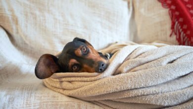 dog blanket