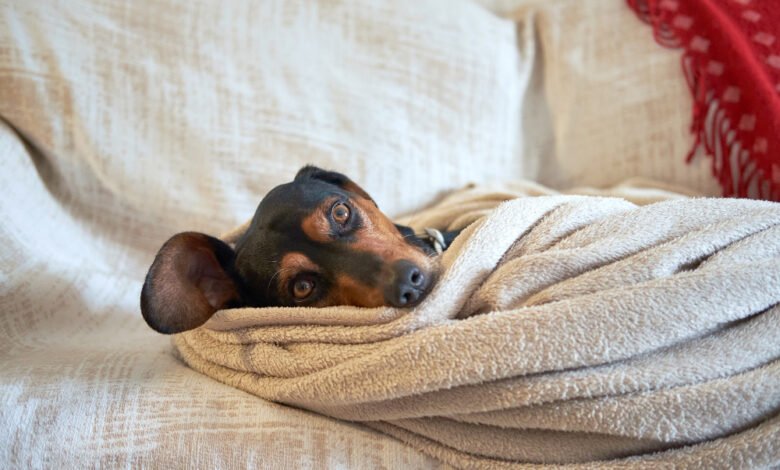 dog blanket