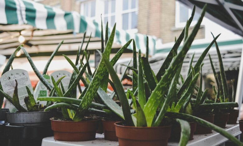 aloe vera